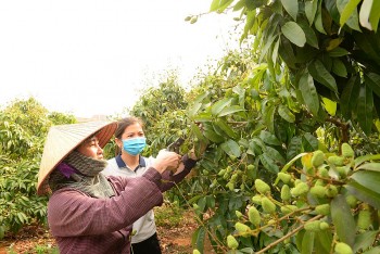 103 thuong nhan trung quoc duoc phep thu mua vai thieu tai bac giang