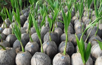 binh dinh ho tro 30000 cay giong dua ta cho huyen dao truong sa