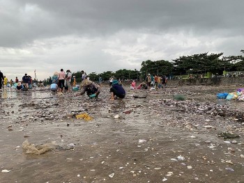 Hàng trăm tấn ngao trôi dạt vào biển Quỳnh Phương sau mưa bão