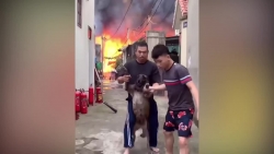 video can canh xuong moc o long bien chay du doi