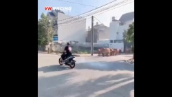 Video: "Quái xế" nẹt pô xe máy bị đàn bò hơn chục con truy đuổi