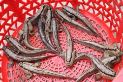 video ky la loai ca chay tren can leo cay o ca mau