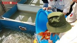 Video: Đàn cá Koi Nhật Bản "chuyển khẩu" đến sông Tô Lịch