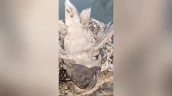 Video: Con cá chết khô bất ngờ sống lại nhờ đổ nước lên mình