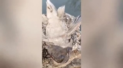 video con ca chet kho bat ngo song lai nho do nuoc len minh
