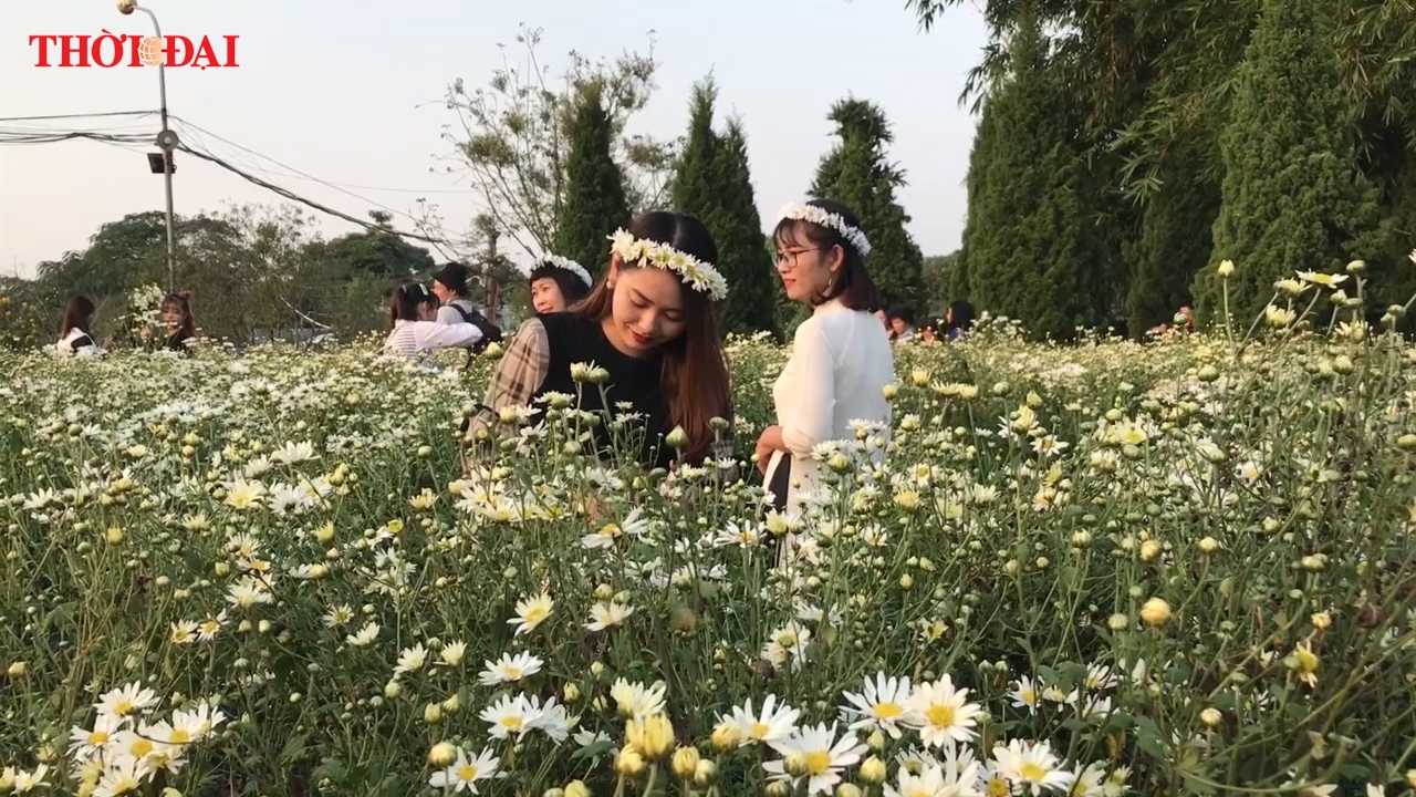 Video: Đổ xô đến những vườn hoa cúc họa mi lớn nhất Hà Nội