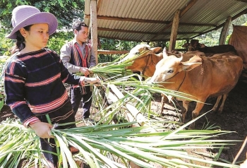 hon 13 trieu ho da thoat ngheo trong giai doan 2016 2020
