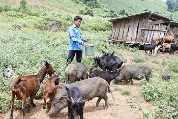 son la cac mo hinh du an kinh te phu hop mang lai hieu qua tich cuc trong giam ngheo ben vung