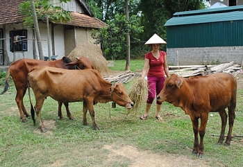 nhieu mo hinh kinh te phat huy hieu qua giup ba con dien bien thoat ngheo ben vung