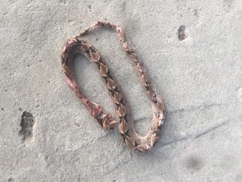 an giang lien tiep 2 truong hop nguoi dan bi ran cuc doc tan cong