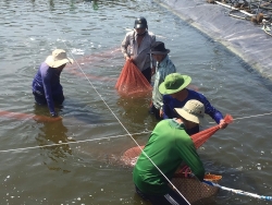 phan dau kim ngach xuat khau tom dat 35 ty usd trong nam 2020