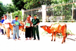 trao tang 15 con bo giong cho nong dan ngheo khu vuc bien gioi viet nam campuchia