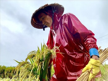 quang ngai lua do guc hoa mau ngap ung vi mua lon keo dai