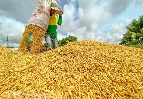 Việt Nam hỗ trợ giải quyết "cơn đau đầu" về lương thực của châu Phi