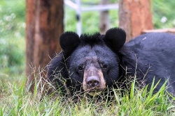 Four Paws "cứu" gấu đang bị nuôi nhốt tại Việt Nam