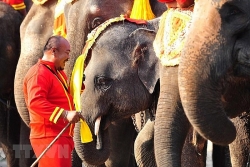 nguoi dan thai lan tu tay cho voi an trong ngay voi quoc gia