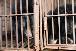 FOUR PAWS, ENV, kiểm lâm Nghệ An giải cứu ba cá thể gấu bị nuôi nhốt trái phép