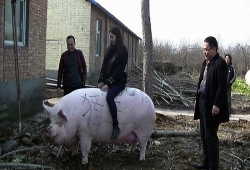 Lợn khổng lồ ở Trung Quốc đối phó tình trạng khan hiếm