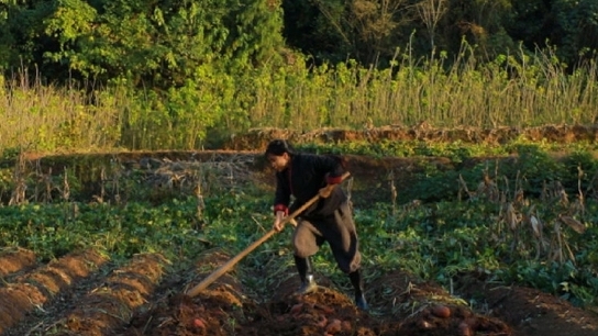 "Tiên nữ Tứ Xuyên" Lý Tử Thất tự tay trồng, thu hoạch lúa mì, chế biến món ngon