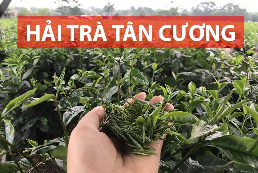 Hải Trà Tân Cương: Đơn vị cung cấp trà Tân Cương Thái Nguyên uy tín