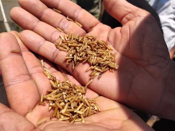 Xuất cấp hơn 180 tấn hạt giống lúa, ngô hỗ trợ người dân Hà Nam và Quảng Trị