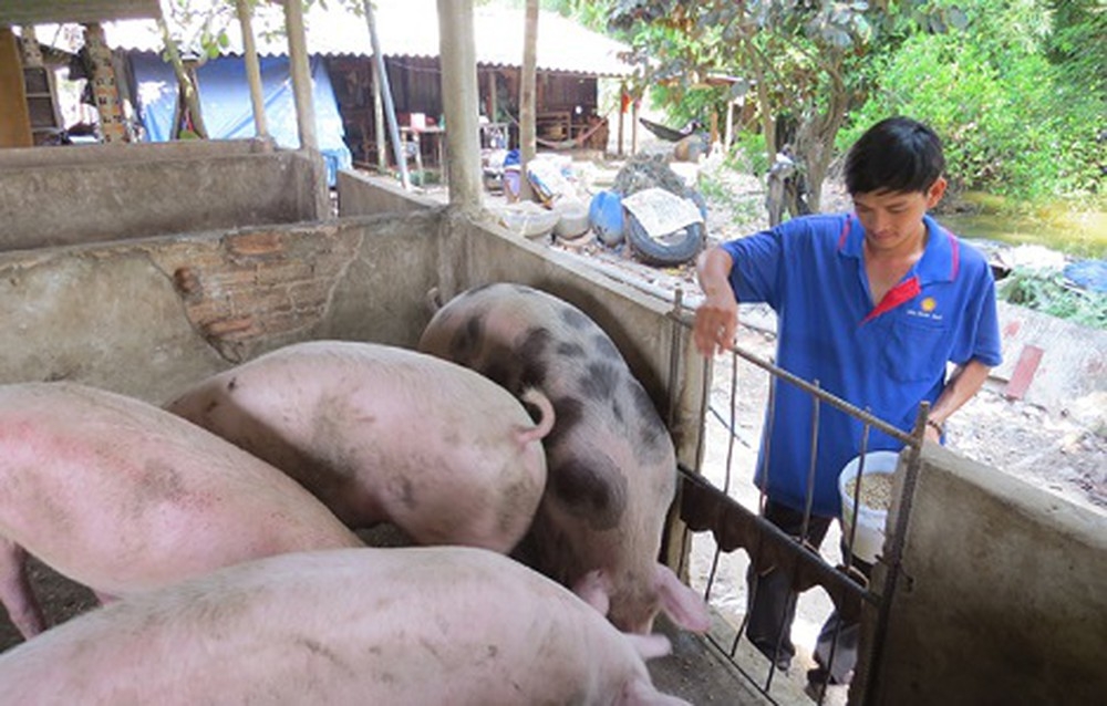 gia heo hoi hom nay 313 bat dau lao doc nhieu noi duoi 72000 dongkg