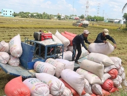 Kiến nghị tiếp tục xuất khẩu gạo nếp vì không thuộc danh mục dự trữ quốc gia