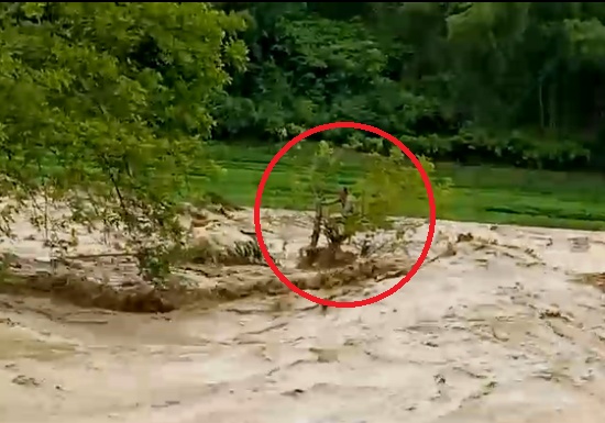 Video: Người đàn ông đu ngọn cây thoát chết giữa cuồn cuộn nước lũ