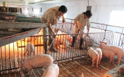 Sẽ tiêu huỷ ngay các sản phẩm từ lợn vận chuyển bất hợp pháp?