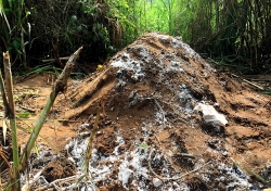 Dân Cần Thơ bức xúc vì chôn heo chết gần khu dân cư