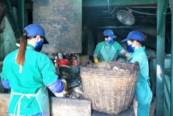 thieu gia cong ly bi bat ca mau chi dao nong ve cac bai rac tam