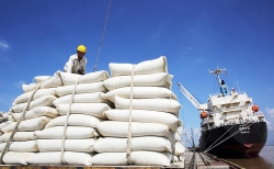 Tạm dừng ký hợp đồng xuất khẩu gạo mới
