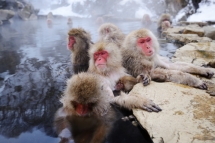 den jigokudani xem loai khi tuyet de thuong tam suoi nuoc nong