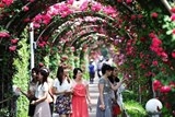 le hoi hoa hong bungaria tro lai ha noi vao thang 3 toi