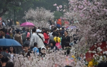 nguoi dan doi mua do xo di chup anh voi hoa anh dao xin 100 o ha noi