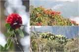 lao cai lan dau tien to chuc le hoi hoi hoa do quyen
