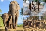 3 vuon thu ban hoang da ban nen ghe tham mot lan o viet nam