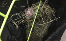 nam thanh nien phoi quan 2 tuan luoi khong rut bi bay chim xam chiem lam nguyen cai to ben trong