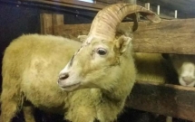 tim thay cuu mot sung giong ky lan trong truyen thuyet