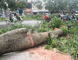 ket luan vu chat cay xanh de nghi kiem diem lanh dao tp ha noi
