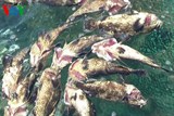 Lấy mẫu nước xác định nguyên nhân cá chết tại đảo Phú Quý, Bình Thuận