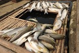 Nhà máy đường đền bù khoảng 1,4 tỷ đồng vụ cá chết trên sông Bưởi