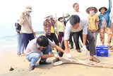 Sẽ sớm công bố nguyên nhân gây ra cá chết ở biển Miền Trung