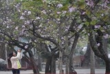 ha noi nghien cuu de an 100 tuyen pho du lich xanh voi 4 mua hoa