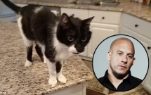 chu meo so huu chat giong tram am nhu thanh nien moi day thi