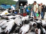 viet nam xuat khau ca ngu dai duong sang 138 quoc gia tren the gioi