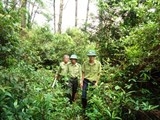 cong dien khan ve cac bien phap bao ve rung ngan chan tinh trang pha rung trai phap luat