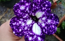 loai hoa vi dieu nhu chua ca dai thien ha lung linh o trong do