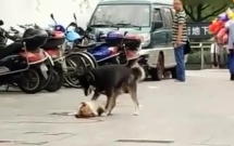chu cho tim moi cach danh thuc ban bi xe dam be bet mau tren duong