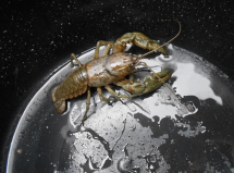 vui cuoc song va nhung dieu oai oam tuong la the ma khong phai the